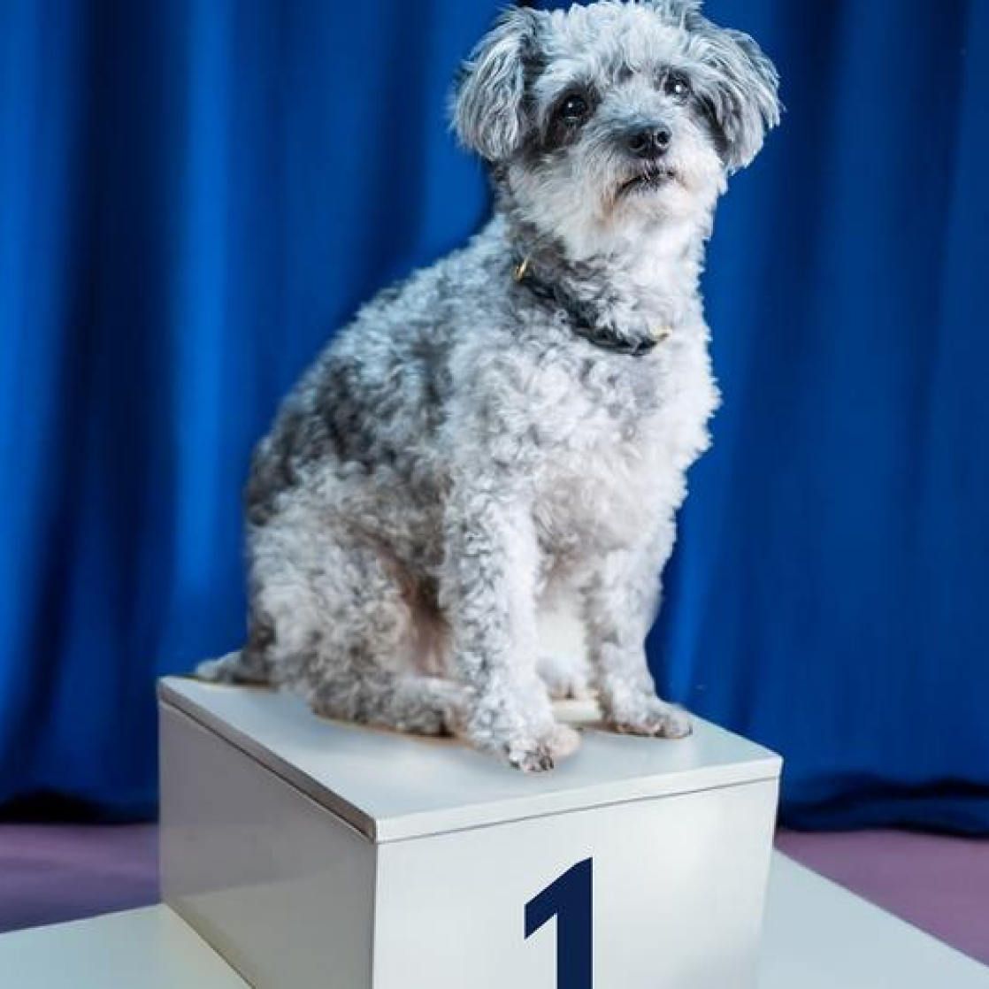 Bildwelt evenjo Ein grau-weisser Hund sitzt auf einem Podest vor blauem Hintergrund.